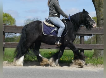 Tinkerhäst, Valack, 7 år, 133 cm, Svart