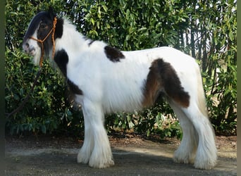 Tinkerhäst, Valack, 7 år, 134 cm, Pinto
