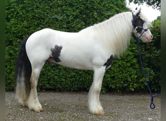 Tinkerhäst, Valack, 7 år, 134 cm, Pinto