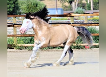 Tinkerhäst, Valack, 7 år, 137 cm, Gulbrun