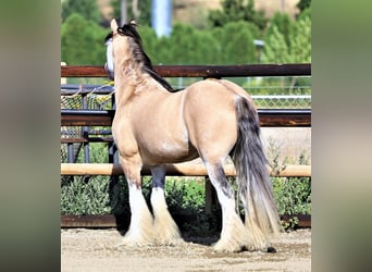 Tinkerhäst, Valack, 7 år, 137 cm, Gulbrun