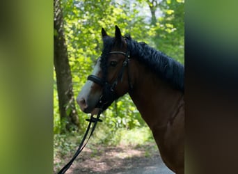 Tinkerhäst, Valack, 7 år, 142 cm, Ljusbrun