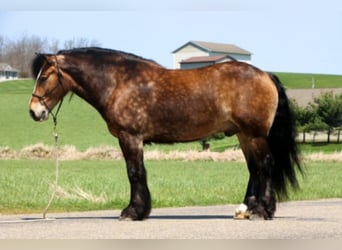 Tinkerhäst, Valack, 7 år, 147 cm, Gulbrun