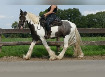 Tinkerhäst, Valack, 7 år, 147 cm, Pinto