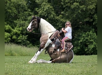 Tinkerhäst, Valack, 7 år, 150 cm, Black