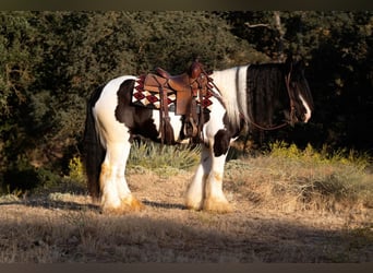 Tinkerhäst, Valack, 7 år, 152 cm