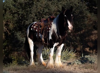 Tinkerhäst, Valack, 7 år, 152 cm