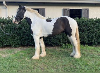 Tinkerhäst, Valack, 7 år, 157 cm, Tobiano-skäck-alla-färger