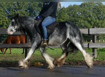 Tinkerhäst, Valack, 8 år, 127 cm, Grå-mörk-brun