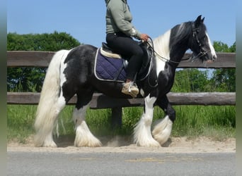 Tinkerhäst, Valack, 8 år, 128 cm, Pinto