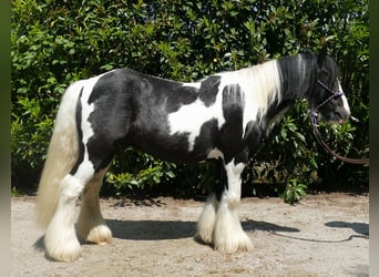 Tinkerhäst, Valack, 8 år, 128 cm, Pinto