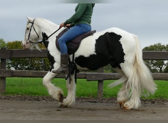 Tinkerhäst, Valack, 8 år, 128 cm, Pinto