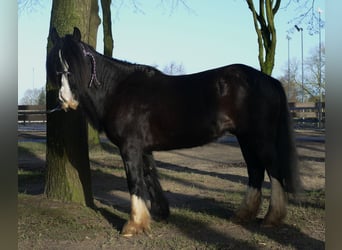 Tinkerhäst, Valack, 8 år, 136 cm, Svart