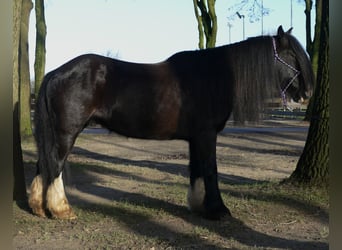 Tinkerhäst, Valack, 8 år, 136 cm, Svart