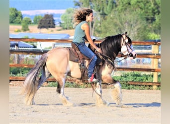 Tinkerhäst, Valack, 8 år, 137 cm, Gulbrun