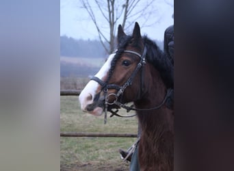 Tinkerhäst, Valack, 8 år, 144 cm, Brun