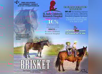 Tinkerhäst Blandning, Valack, 8 år, 150 cm, Brun