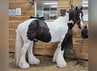 Tinkerhäst, Valack, 8 år, 150 cm