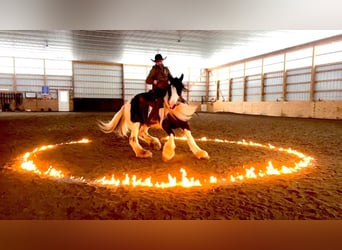 Tinkerhäst, Valack, 8 år, 152 cm, Tobiano-skäck-alla-färger