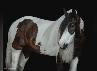 Tinkerhäst, Valack, 8 år, 152 cm, Tobiano-skäck-alla-färger