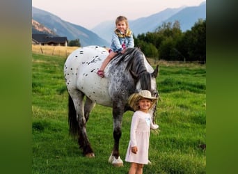 Tinkerhäst, Valack, 8 år, 157 cm, Fux