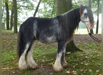 Tinkerhäst, Valack, 9 år, 127 cm, Grå-mörk-brun