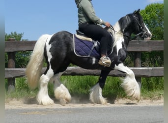 Tinkerhäst, Valack, 9 år, 128 cm, Pinto