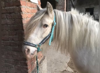 Tinkerhäst, Valack, 9 år, 133 cm