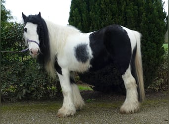 Tinkerhäst, Valack, 9 år, 134 cm, Pinto