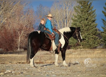 Tinkerhäst Blandning, Valack, 9 år, 135 cm, Svart