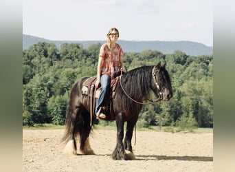 Tinkerhäst, Valack, 9 år, 135 cm, Svart