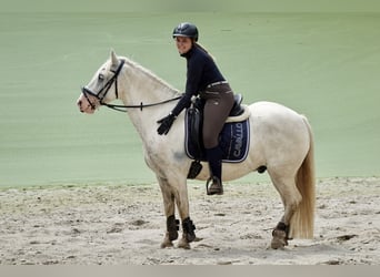 Tinkerhäst Blandning, Valack, 9 år, 146 cm, Vit