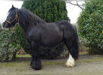 Tinkerhäst, Valack, 9 år, 147 cm, Svart