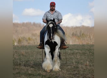 Tinkerhäst, Valack, 9 år, 150 cm, Tobiano-skäck-alla-färger