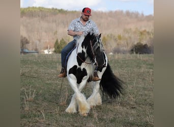 Tinkerhäst, Valack, 9 år, 150 cm, Tobiano-skäck-alla-färger