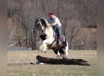 Tinkerhäst, Valack, 9 år, 150 cm, Tobiano-skäck-alla-färger