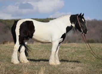 Tinkerhäst, Valack, 9 år, 150 cm, Tobiano-skäck-alla-färger