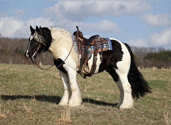 Tinkerhäst, Valack, 9 år, 150 cm, Tobiano-skäck-alla-färger