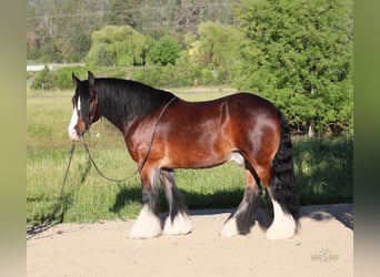 Tinkerhäst, Valack, 9 år, 155 cm, Brun
