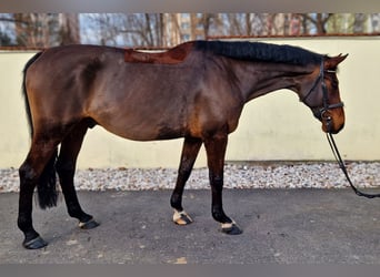 Tjeckiskt varmblod, Valack, 12 år, 170 cm, Mörkbrun
