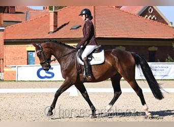 Tjeckiskt varmblod, Valack, 4 år, 167 cm, Brun