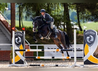 Tjeckiskt varmblod, Valack, 4 år, 170 cm, Rökfärgad svart