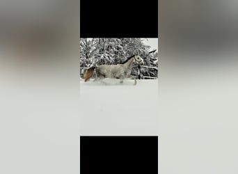 Tjeckiskt varmblod, Valack, 6 år, 165 cm, Gråskimmel