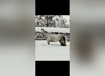 Tjeckiskt varmblod, Valack, 6 år, 165 cm, Gråskimmel