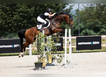 Tschechisches Warmblut, Wallach, 7 Jahre, 165 cm, Brauner