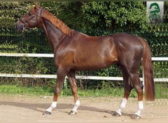 Selle Français, Stallion, 17 years, 16.2 hh, Chestnut
