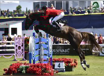 Selle Français, Stallone, 19 Anni, 170 cm, Sauro scuro