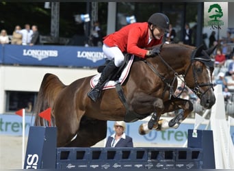 Selle Français, Stallone, 19 Anni, 170 cm, Sauro scuro