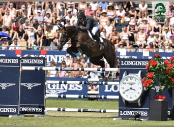 Selle Français, Stallone, 19 Anni, 170 cm, Sauro scuro