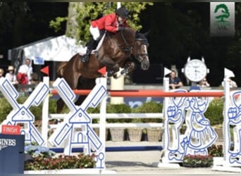 Selle Français, Stallone, 19 Anni, 170 cm, Sauro scuro